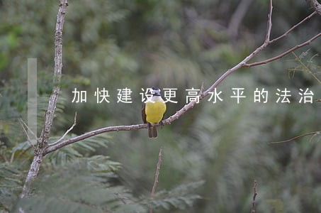 加快建设更高水平的法治广西 加快建设更高水平的法治广西