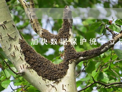 加快数据保护统一立法