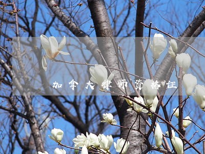 加拿大律师资格证 加拿大律师资格证