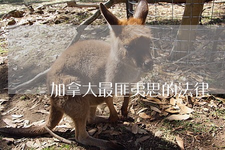 加拿大最匪夷思的法律 加拿大最匪夷思的法律