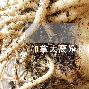 加拿大离婚协议 加拿大离婚协议