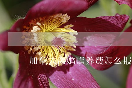 加拿大离婚赡养费怎么报税 加拿大离婚赡养费怎么报税