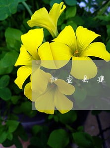 加查县建设工程纠纷在线律师 加查县建设工程纠纷在线律师