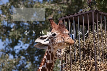 务川法院公布老赖名单 务川法院公布老赖名单