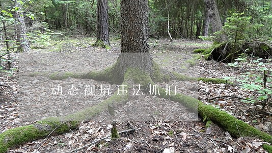 动态视屏违法抓拍 动态视屏违法抓拍