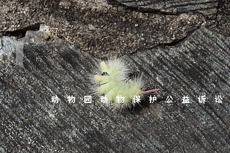 动物园动物保护公益诉讼 动物园动物保护公益诉讼