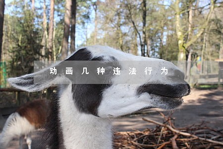 动画几种违法行为