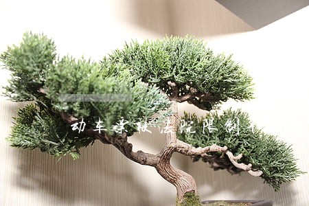 动车票被法院限制不是节日能买吗 动车票被法院限制不是节日能买吗