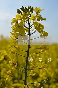 助学贷款5年内逾期7次 助学贷款5年内逾期7次