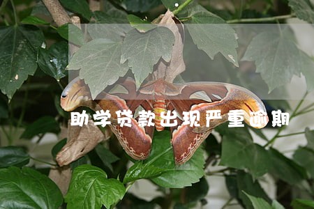 助学贷款出现严重逾期 助学贷款出现严重逾期