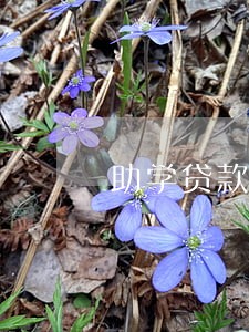 助学贷款利息逾期2个月 助学贷款利息逾期2个月
