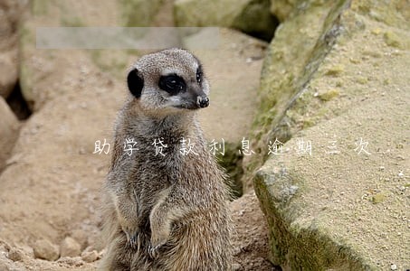 助学贷款利息逾期三次 助学贷款利息逾期三次