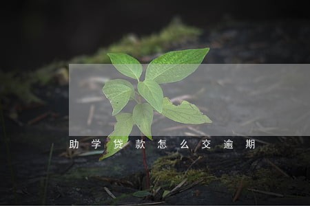助学贷款怎么交逾期 助学贷款怎么交逾期