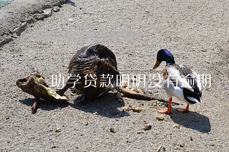 助学贷款明明没有逾期 助学贷款明明没有逾期