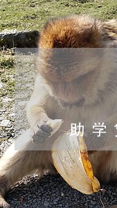 助学贷款晚一天算逾期吗 助学贷款晚一天算逾期吗