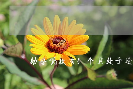 助学贷款有5个月处于逾期 助学贷款有5个月处于逾期