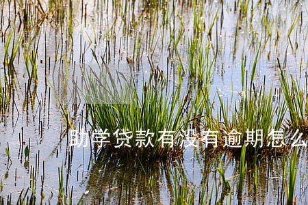 助学贷款有没有逾期怎么查询 助学贷款有没有逾期怎么查询