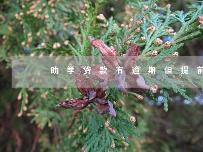 助学贷款有逾期但提前还清 助学贷款有逾期但提前还清