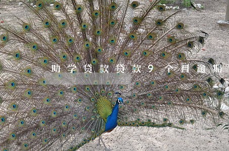 助学贷款贷款9个月逾期