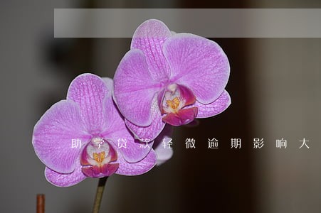 助学贷款轻微逾期影响大吗 助学贷款轻微逾期影响大吗
