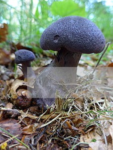 助学贷款还款逾期怎么补交