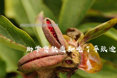 助学贷款通知晚了导致逾期 助学贷款通知晚了导致逾期