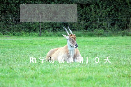 助学贷款逾期10天 助学贷款逾期10天