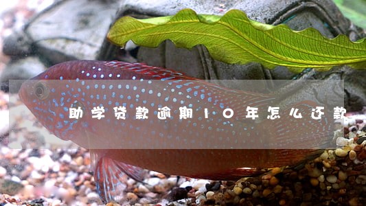 助学贷款逾期10年怎么还款