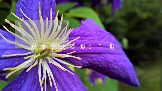 助学贷款逾期17期 助学贷款逾期17期