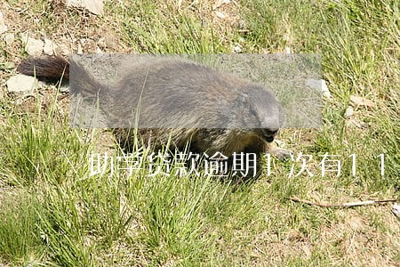 助学贷款逾期1次有11条记录 助学贷款逾期1次有11条记录
