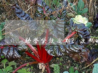 助学贷款逾期2次影响房贷吗 助学贷款逾期2次影响房贷吗