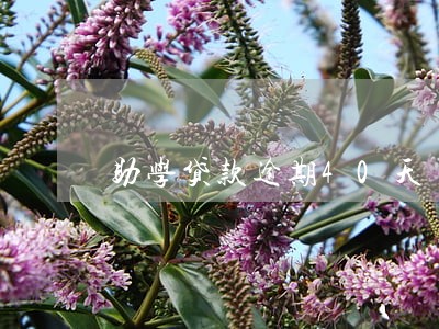 助学贷款逾期40天 助学贷款逾期40天