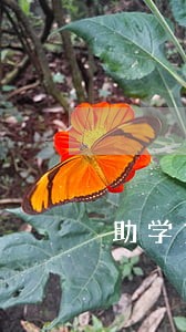 助学贷款逾期40期 助学贷款逾期40期