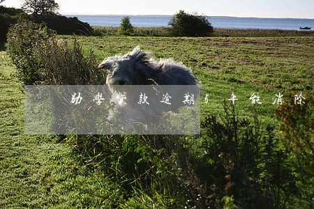 助学贷款逾期5年能消除 助学贷款逾期5年能消除