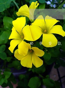 助学贷款逾期7天上征信吗 助学贷款逾期7天上征信吗