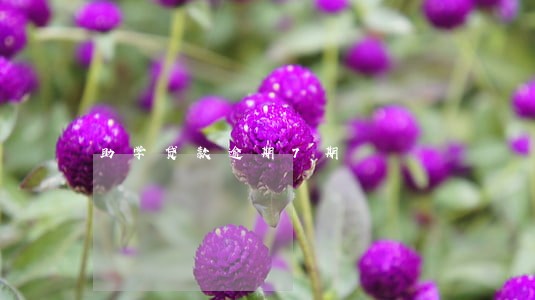 助学贷款逾期7期 助学贷款逾期7期