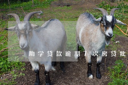助学贷款逾期7次房贷批了 助学贷款逾期7次房贷批了