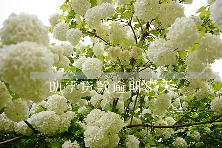 助学贷款逾期8天 助学贷款逾期8天