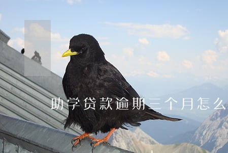 助学贷款逾期三个月怎么办 助学贷款逾期三个月怎么办