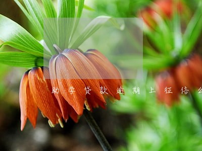 助学贷款逾期上征信么 助学贷款逾期上征信么