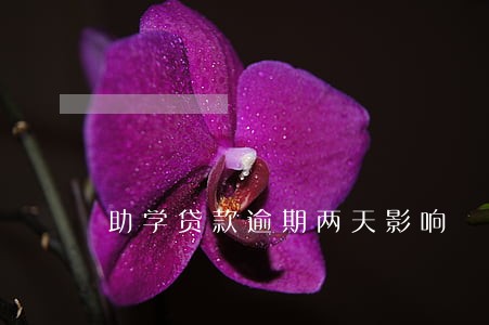 助学贷款逾期两天影响 助学贷款逾期两天影响