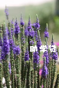 助学贷款逾期了一个月 助学贷款逾期了一个月