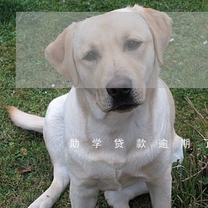 助学贷款逾期了一天怎么办 助学贷款逾期了一天怎么办