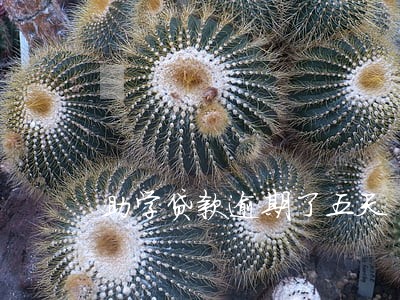 助学贷款逾期了五天 助学贷款逾期了五天