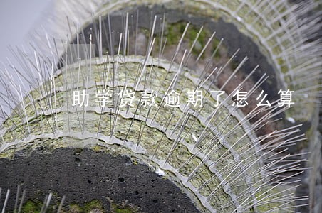 助学贷款逾期了怎么算 助学贷款逾期了怎么算