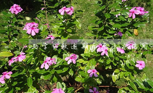 助学贷款逾期后无法办信用卡