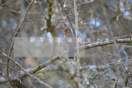 助学贷款逾期四十天 助学贷款逾期四十天
