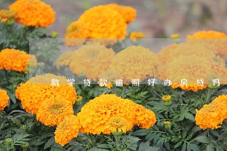助学贷款逾期好办房贷吗 助学贷款逾期好办房贷吗