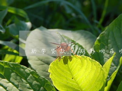 助学贷款逾期影响花呗吗 助学贷款逾期影响花呗吗