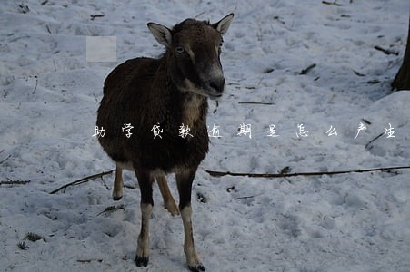 助学贷款逾期是怎么产生的 助学贷款逾期是怎么产生的